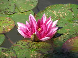 Seerose auf dem Grünen Weiher in Heinitz, © Ruff