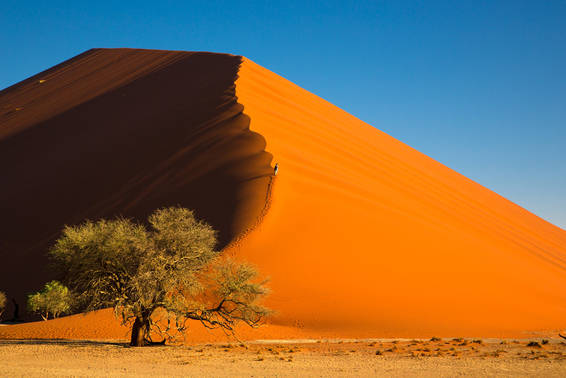 Sanddüne mit Baum