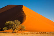 Sanddüne mit Baum